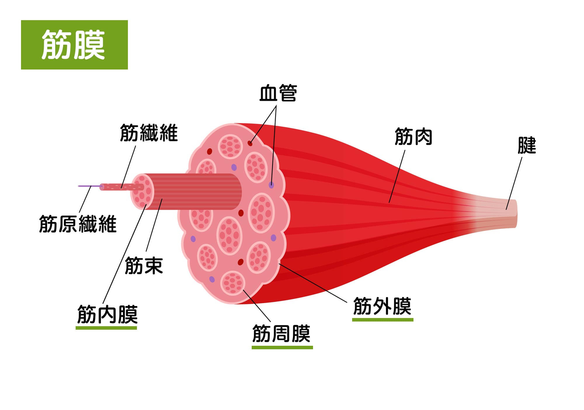 Fascia＝ファシア（筋肉や筋膜、腱や靭帯、脂肪組織画）像